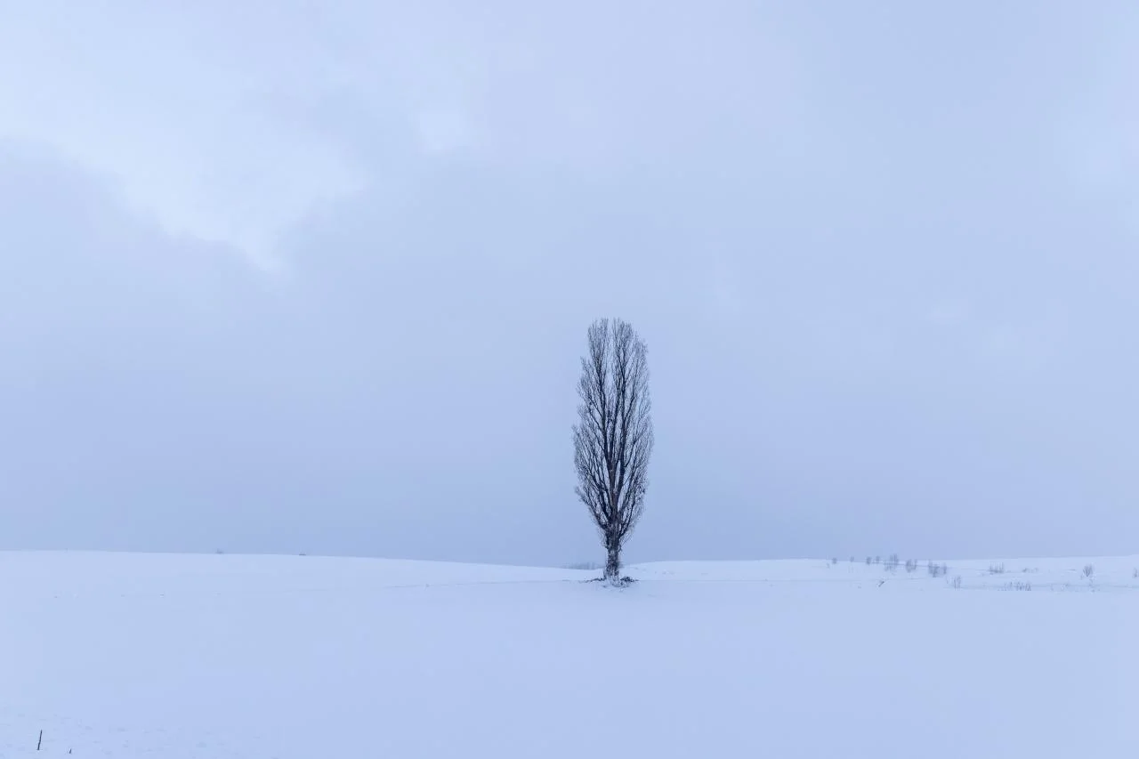 การถ่ายภาพกลางคืนที่ Biei