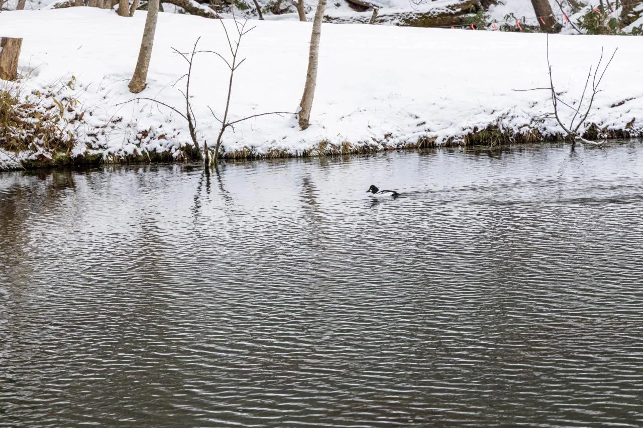 ต้นคริสต์มาสบิเอะท่ามกลางหิมะ