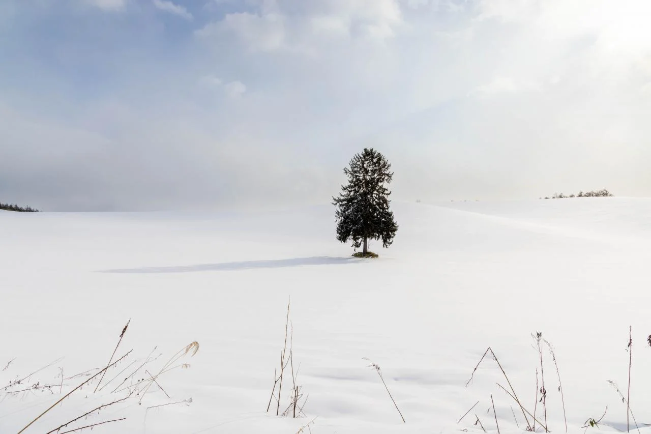 ถ่ายภาพต้นคริสต์มาส