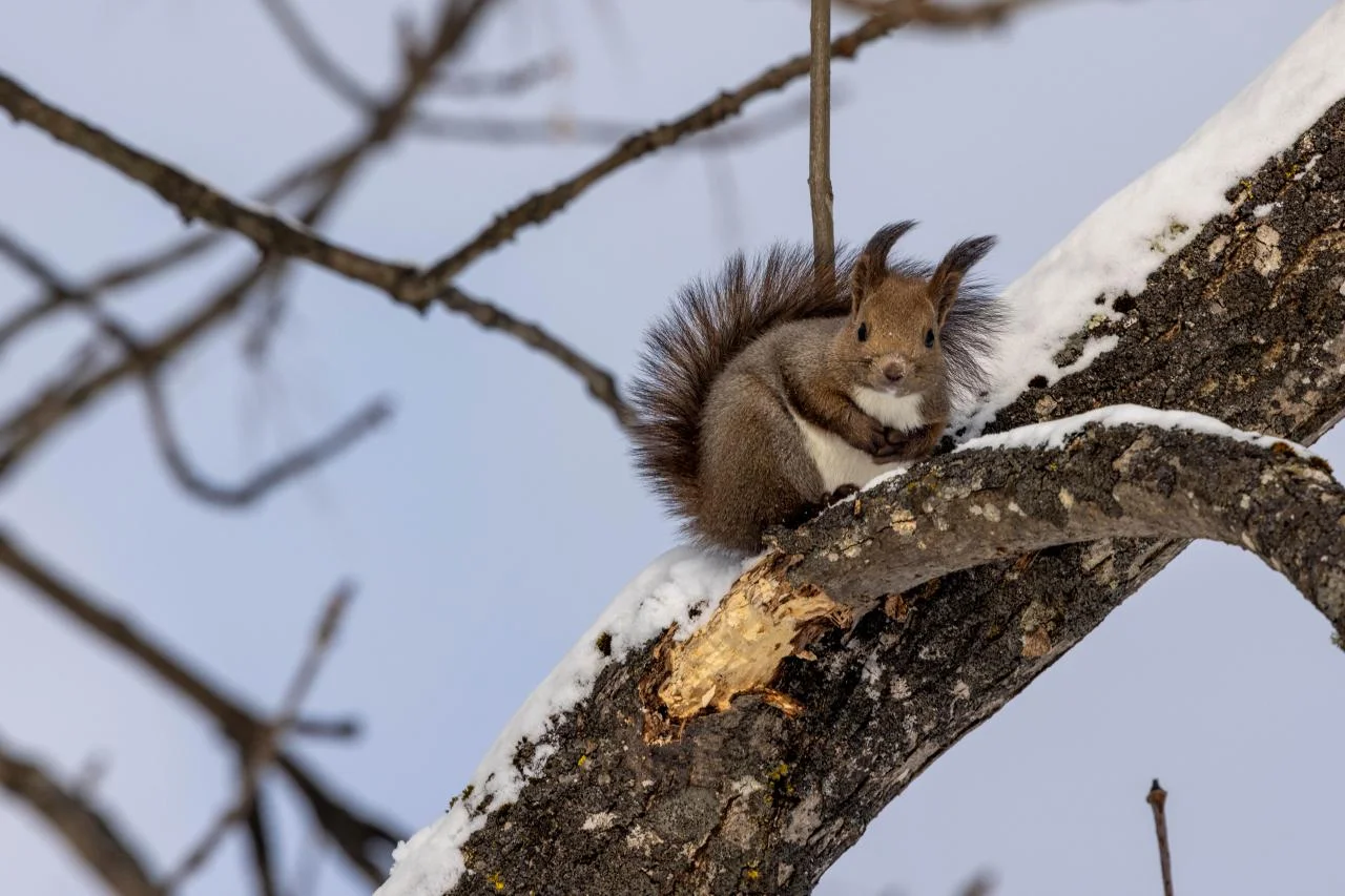 ทิวทัศน์เนิน Shinet