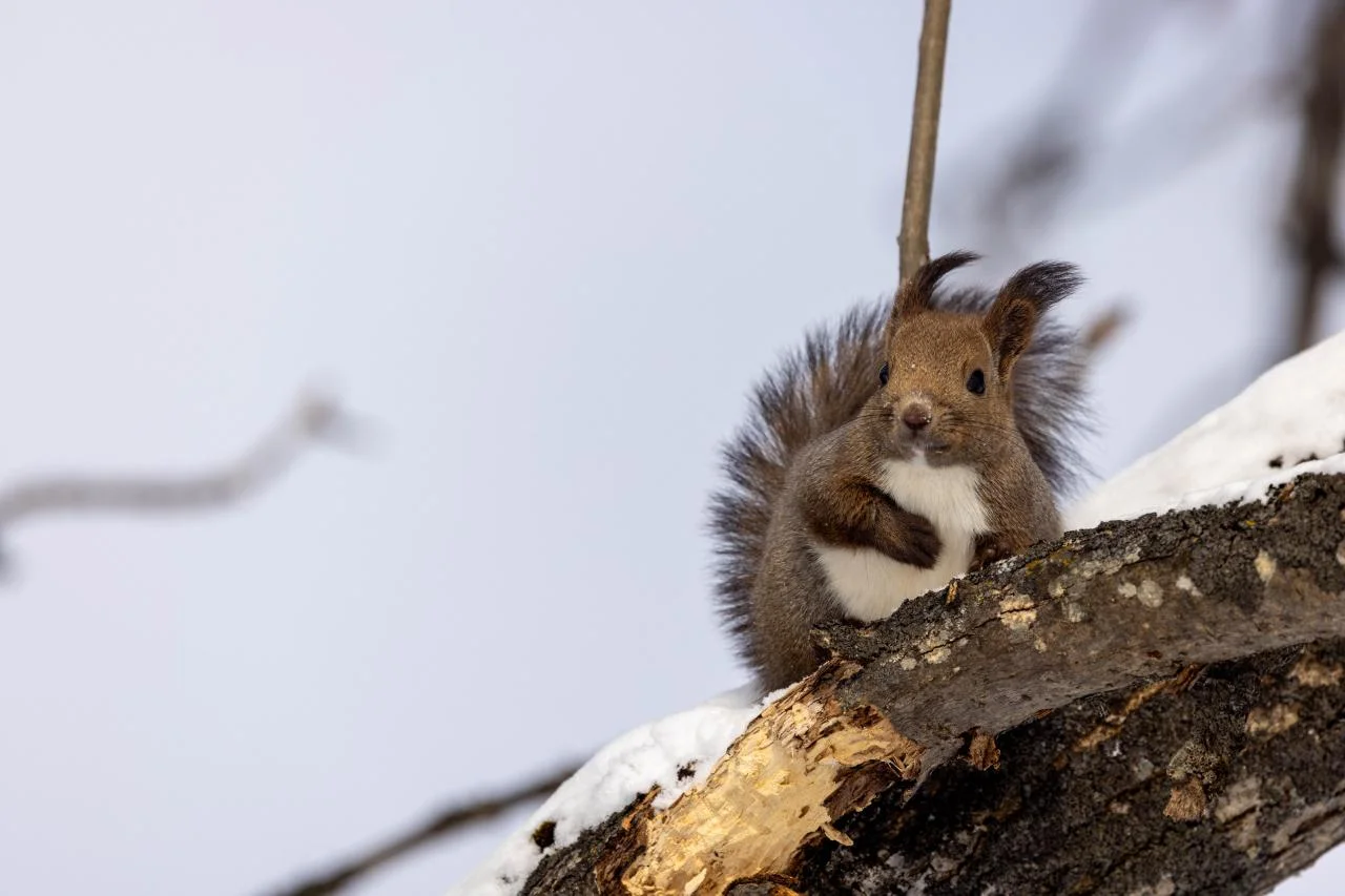 วิวหิมะบิเอะ