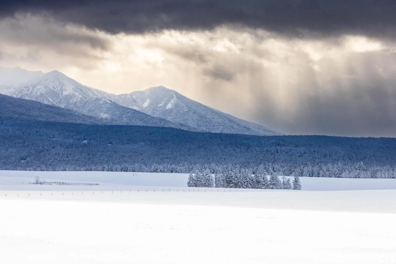 กระรอกฮอกไกโด Ezo-Risu