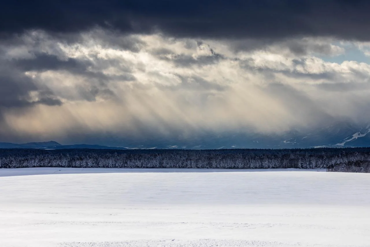 ต้นไม้แห่งฤดูใบไม้ผลิบิเอะ