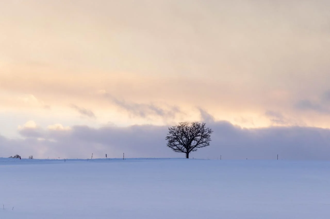 เงาต้นไม้ในบิเอะ