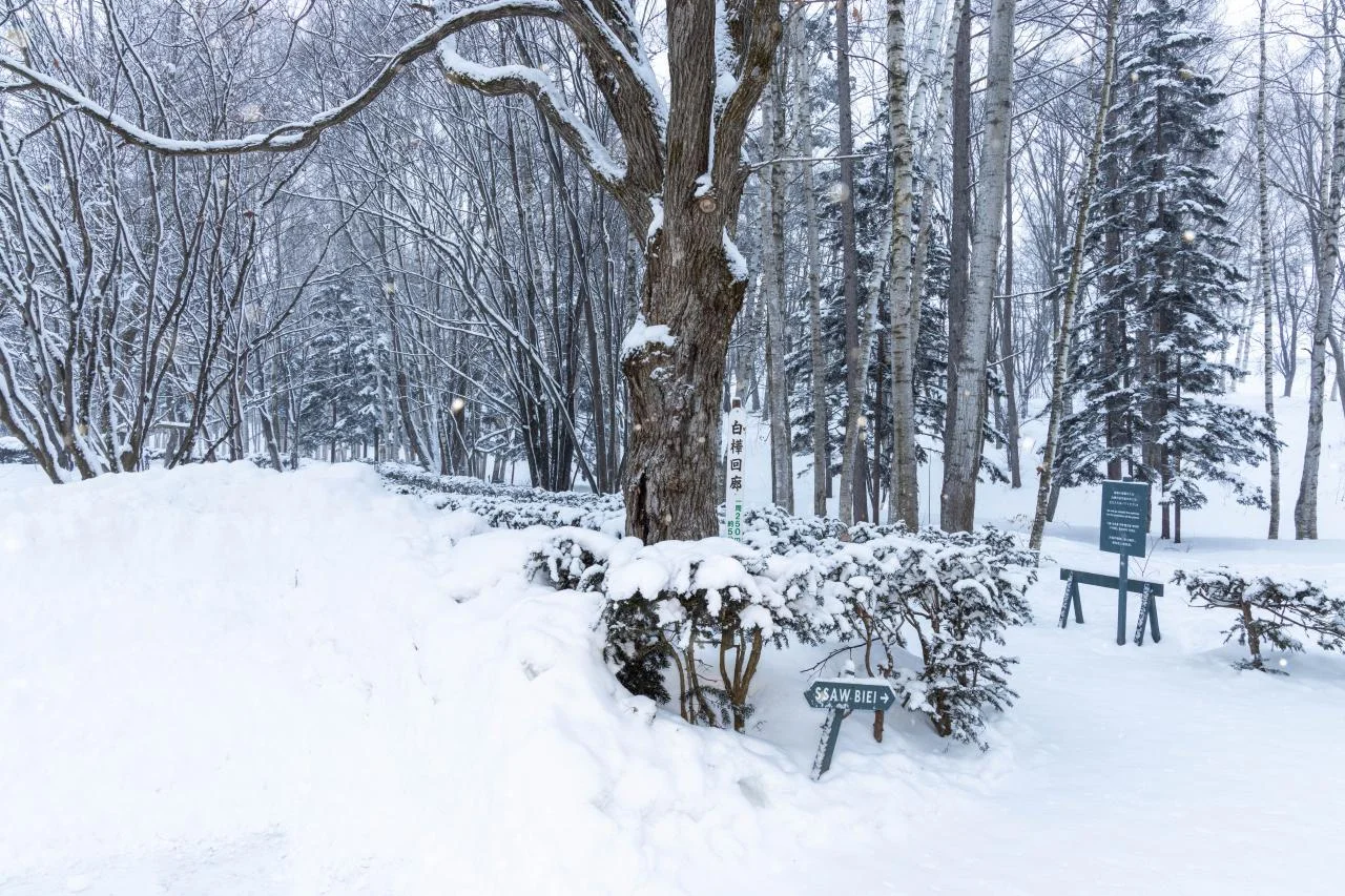 แสงส่องบนหิมะ