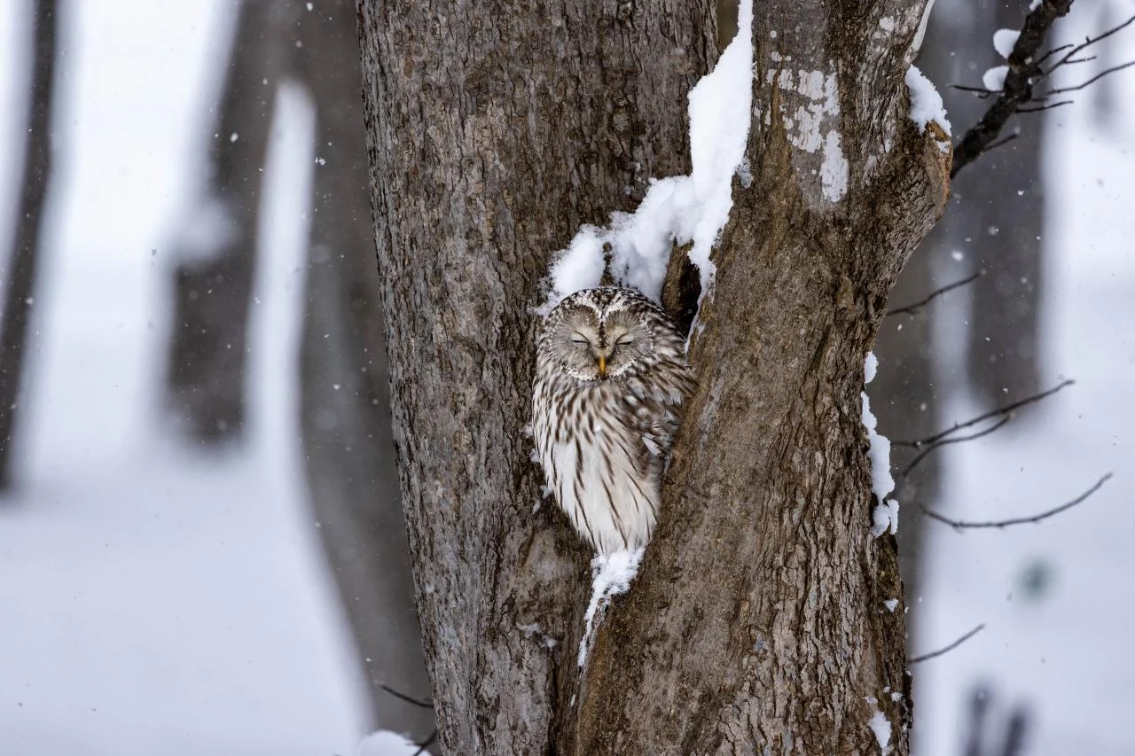 โซบะเซ็ต Tsuruki