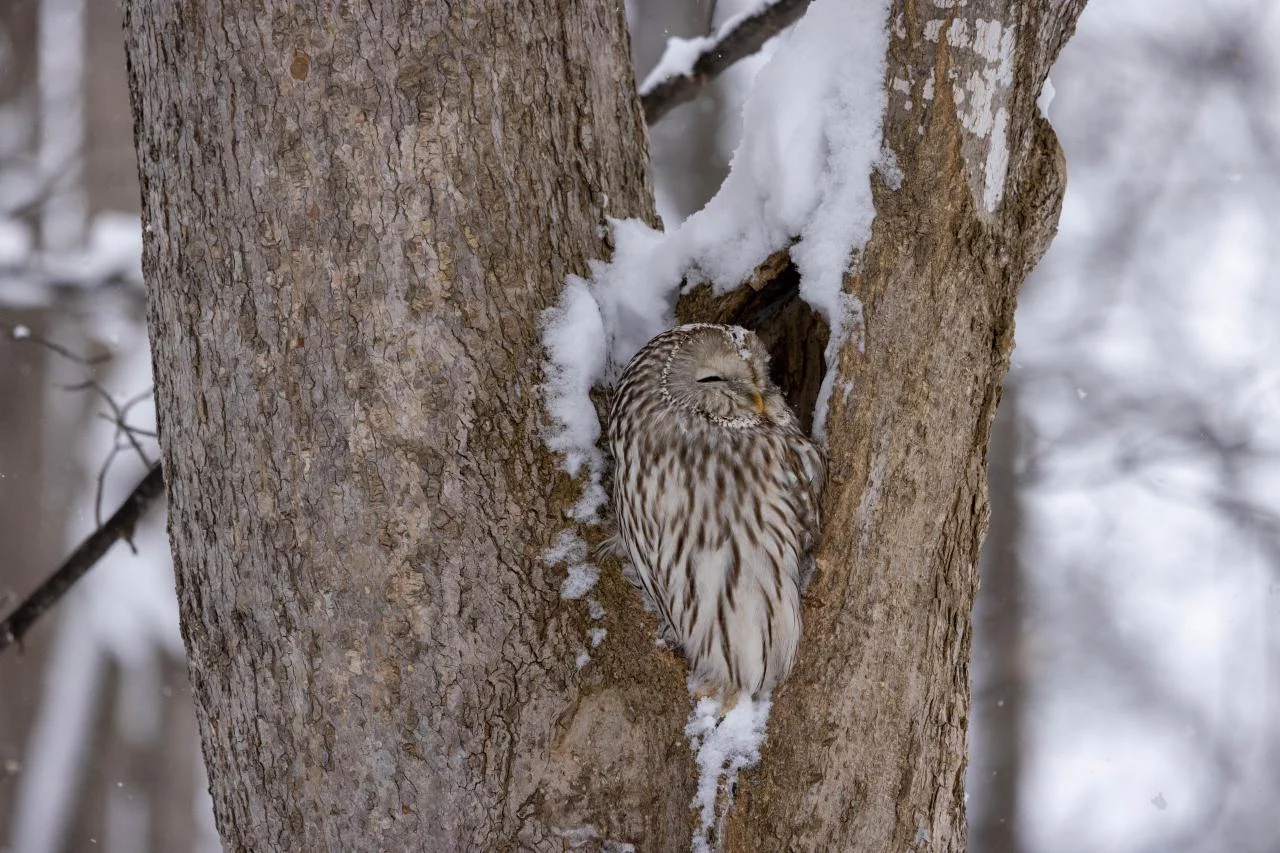 ออนเซ็น Shirogane Park Hills