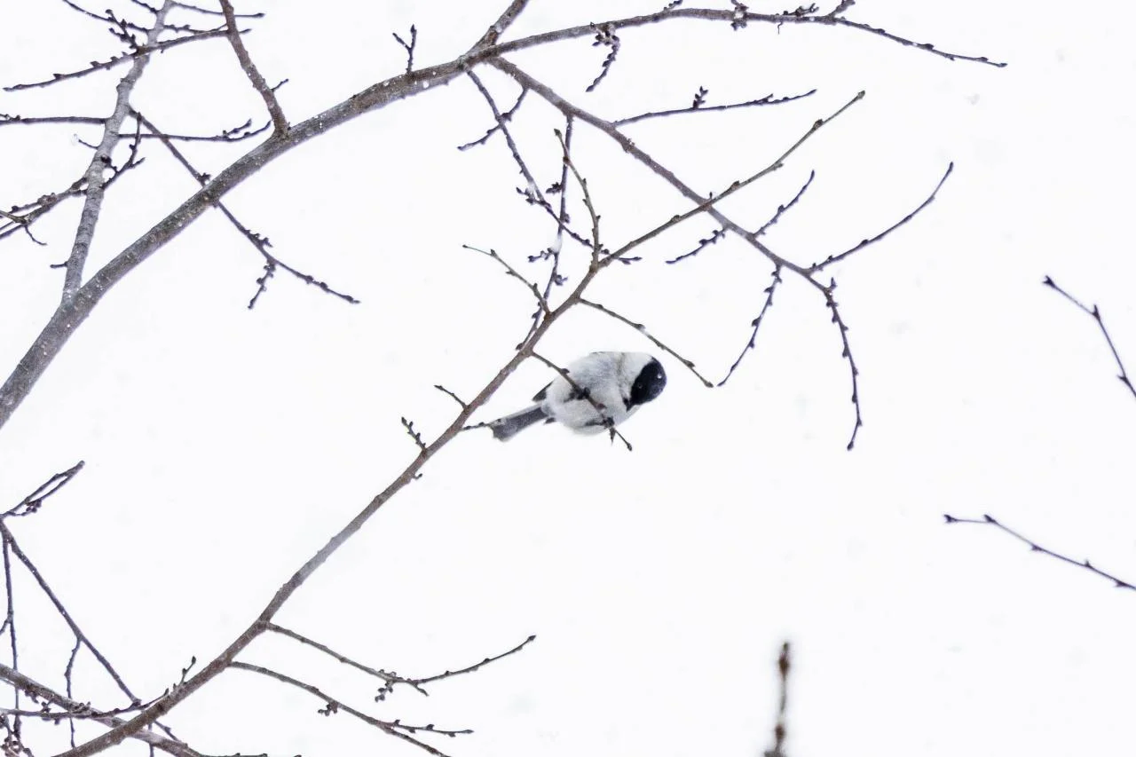 น้ำตกหนวดขาว Shirohige Falls