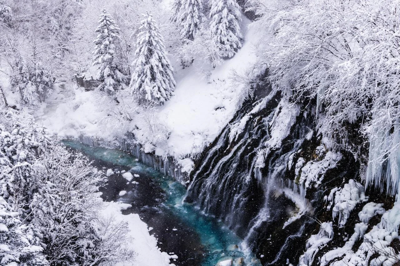 ทางเดินต้นเบิร์ช