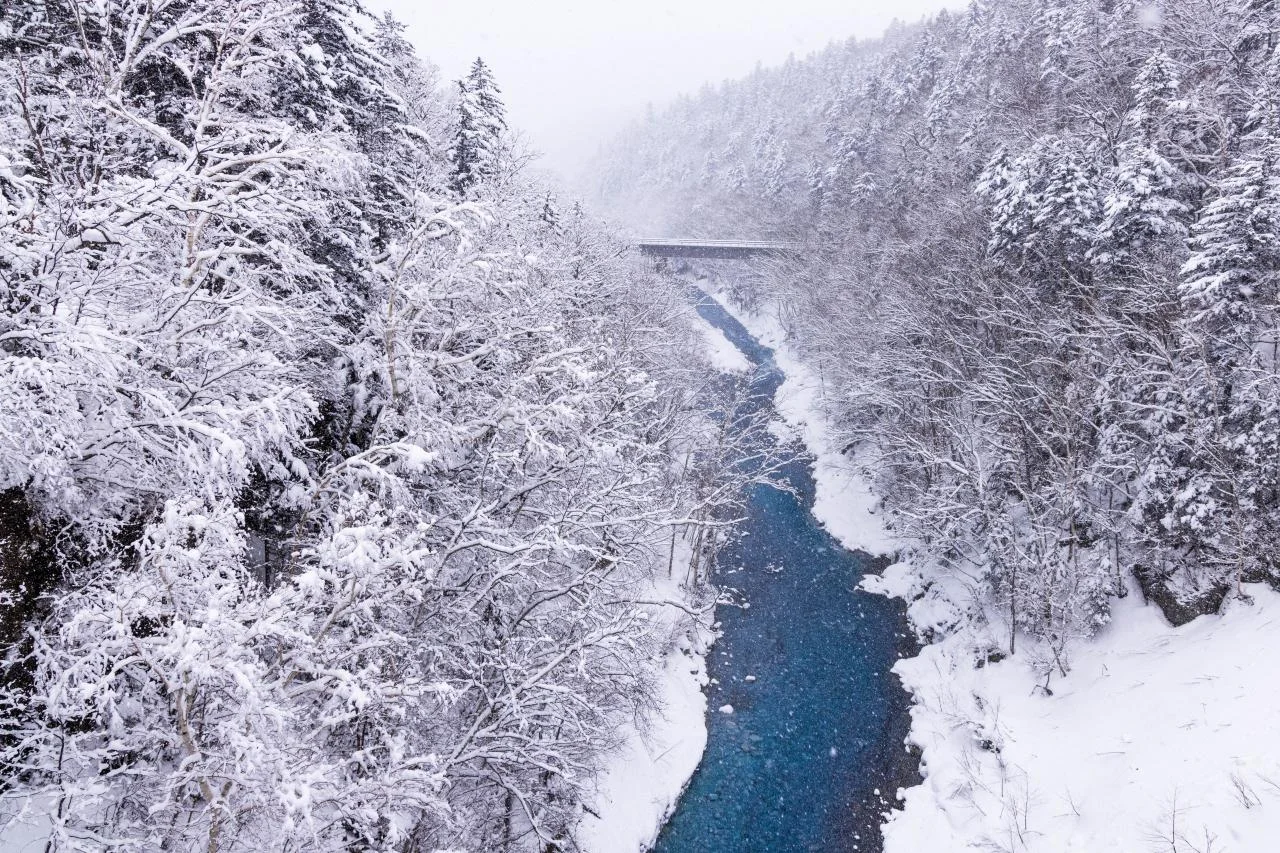 นกฮูกในป่า