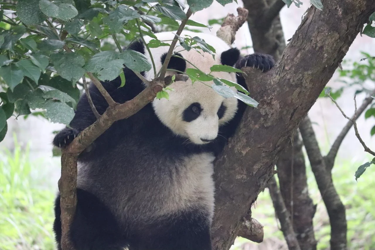 Panda relaxing in a tree