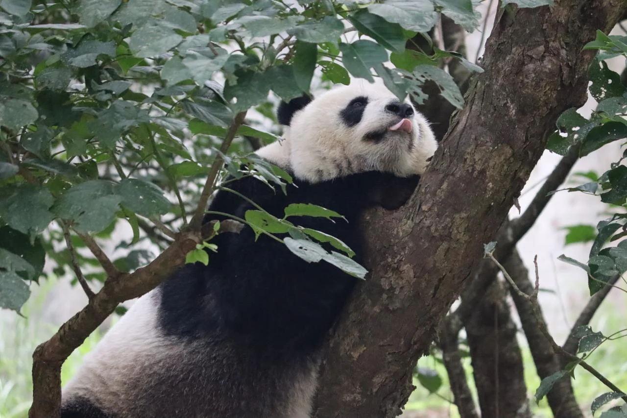 Cute panda view