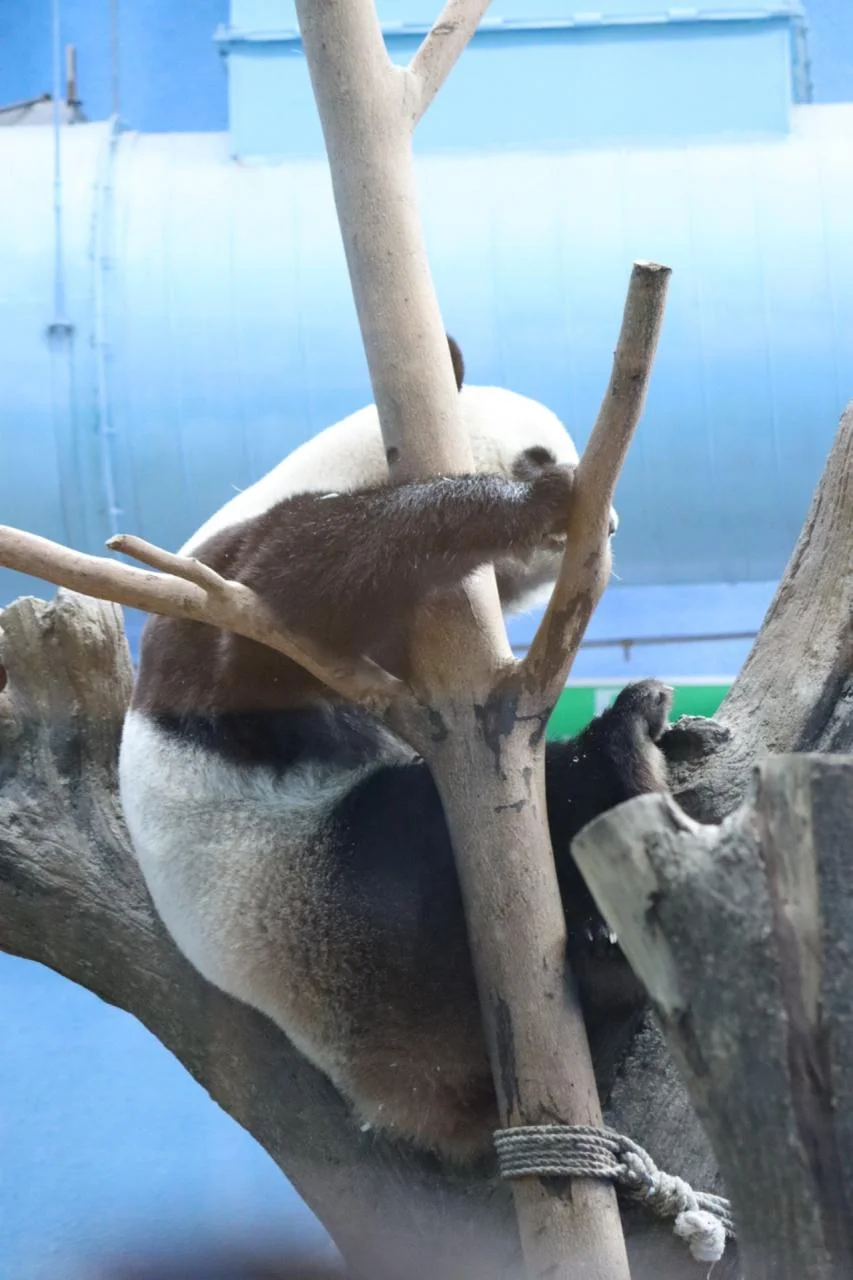 Young panda Yuan Bao sleeping indoors