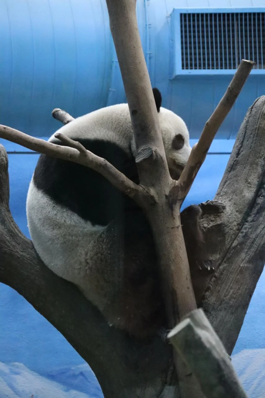 Panda plushie close up