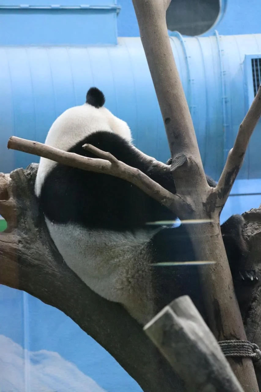 Panda gift shop items