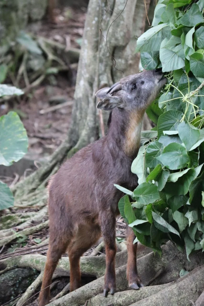 Formosan black bear sleeping