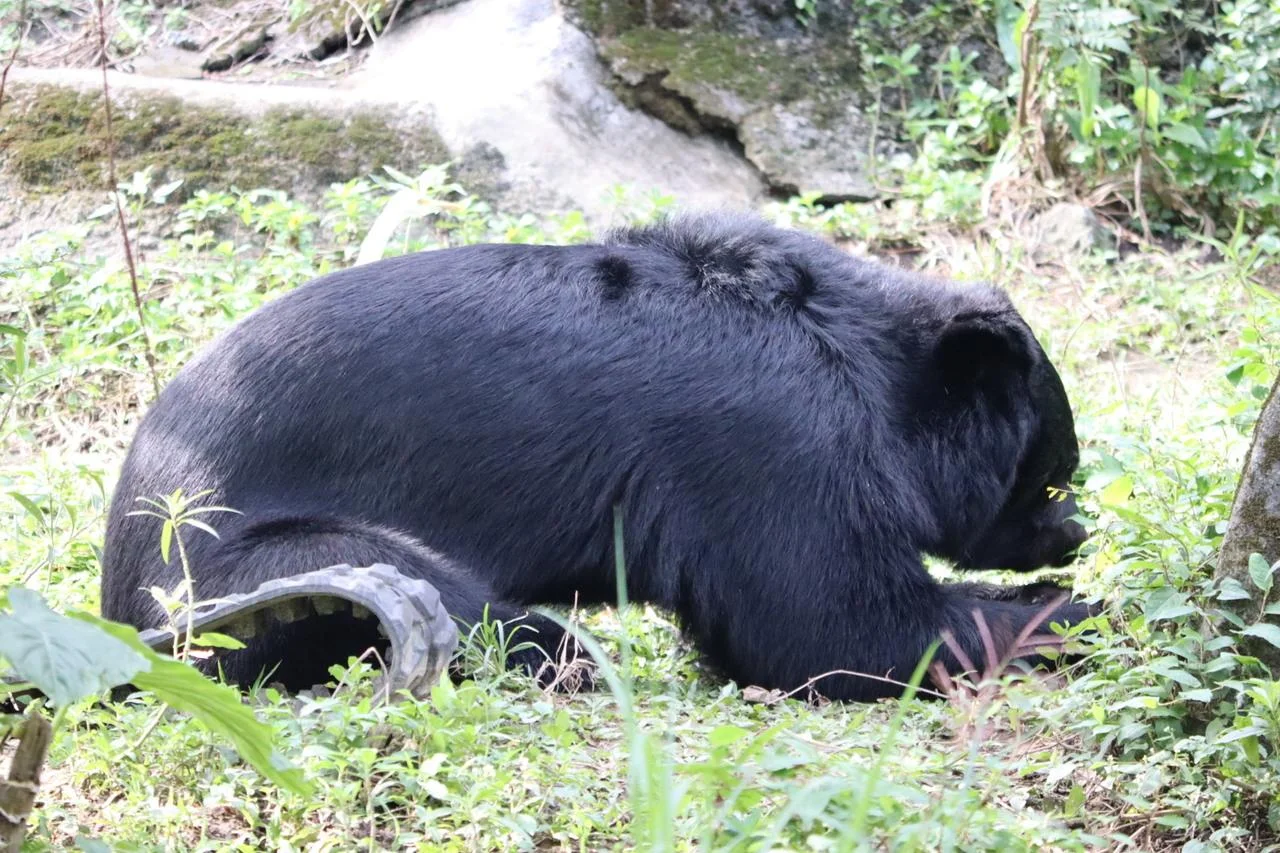 Taiwanese wild boar