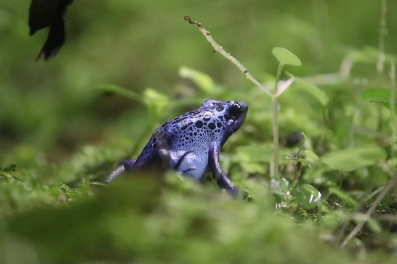 Ka-Gu Cake (Frog Cake)