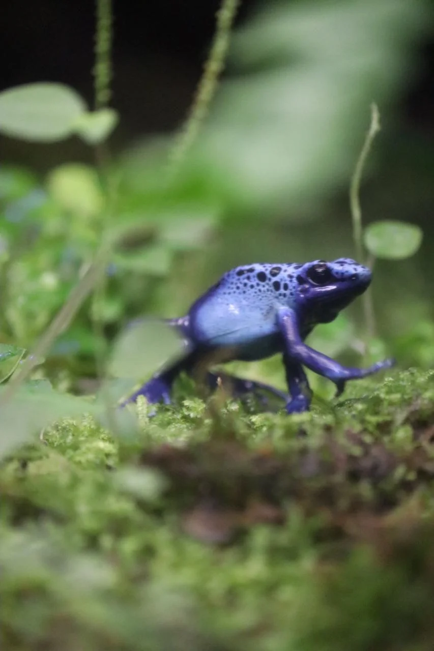 Close up of Ka-Gu Cake