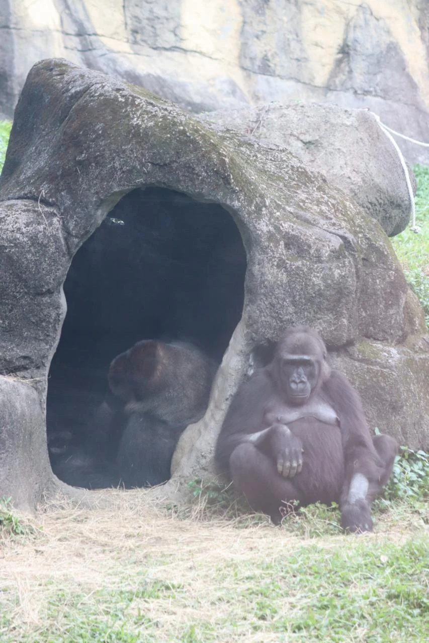 Gorilla family resting