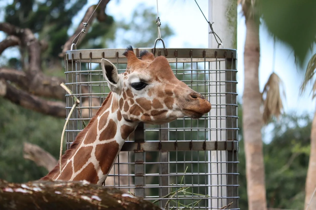 Giraffe eating leaves