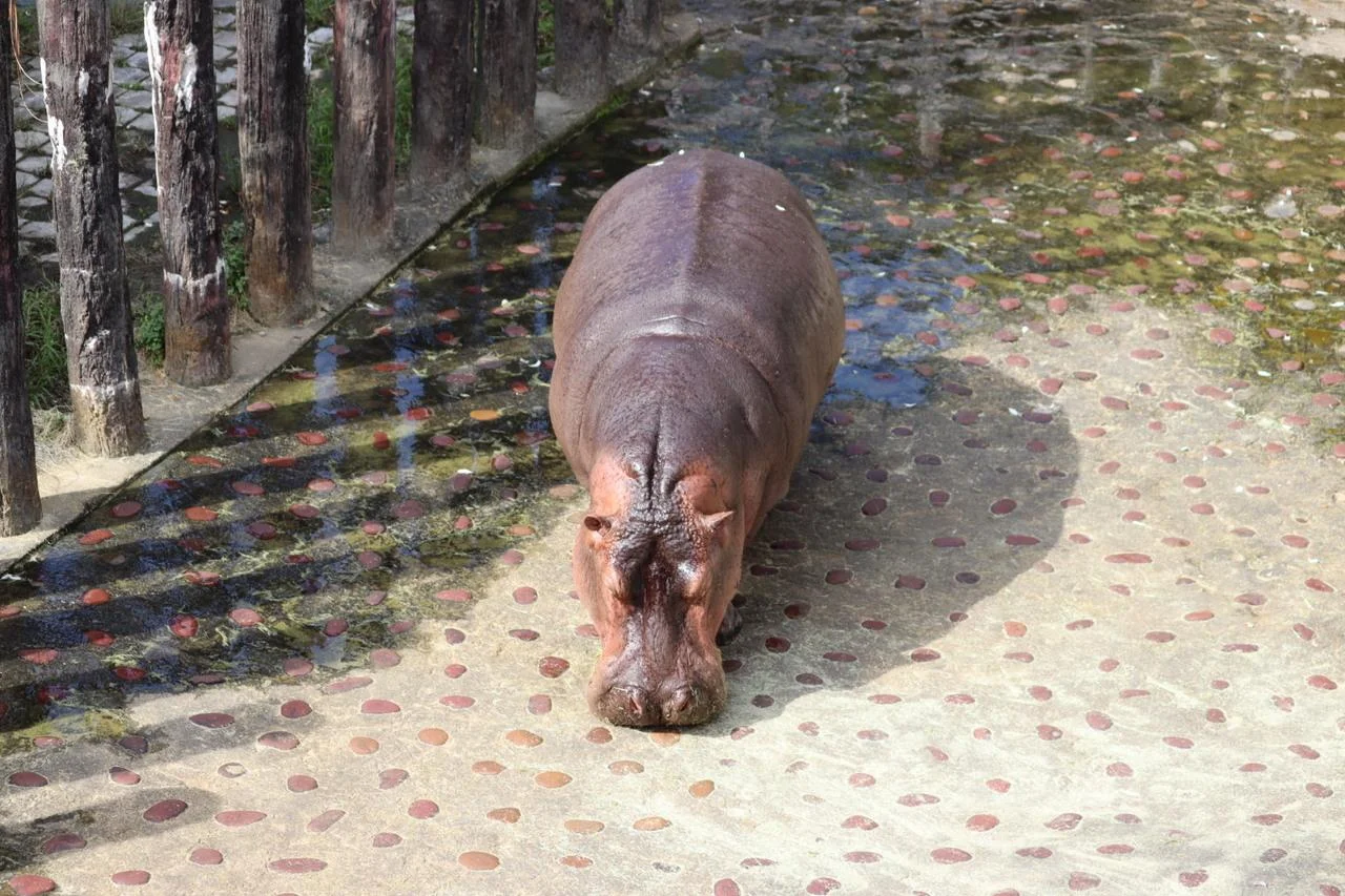 Lions sleeping peacefully