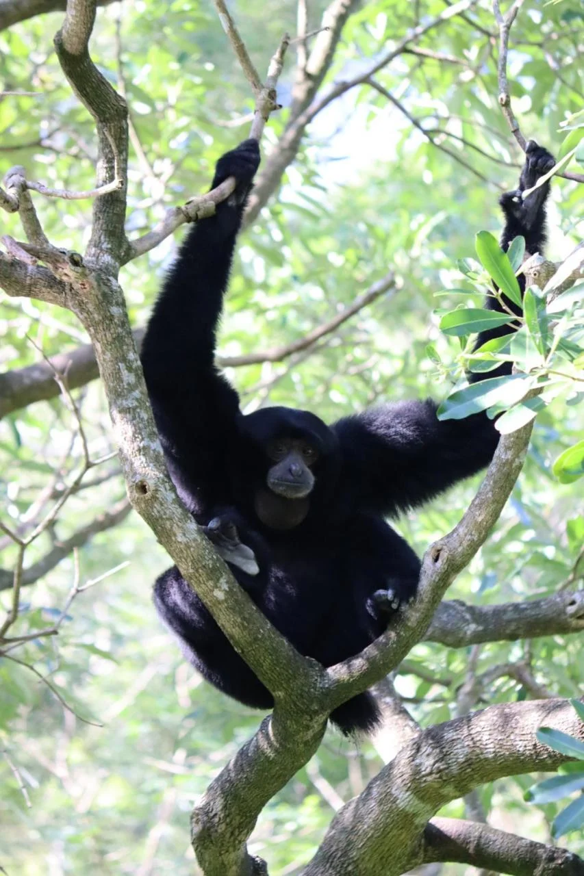 Panda playing with food
