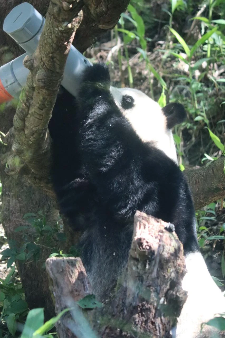 Panda eating carrots