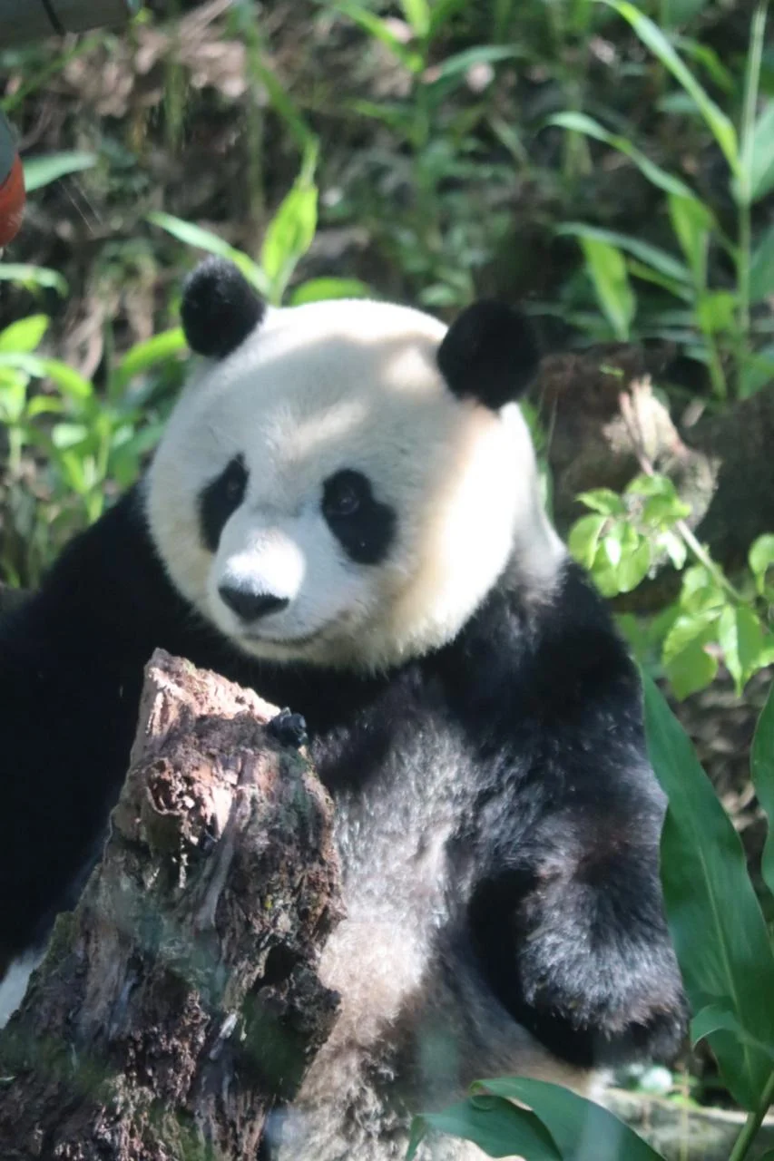 Panda climbing back up