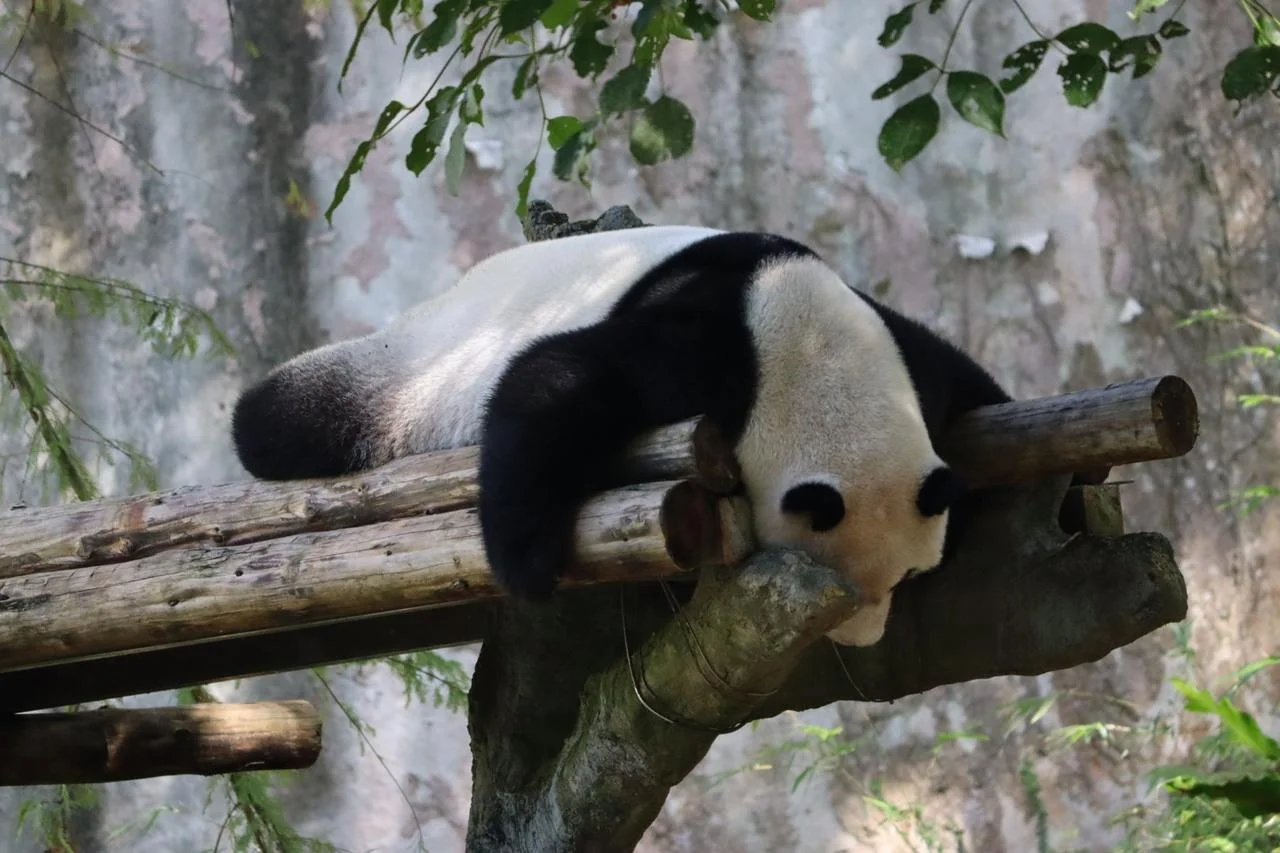 Panda resting on branch