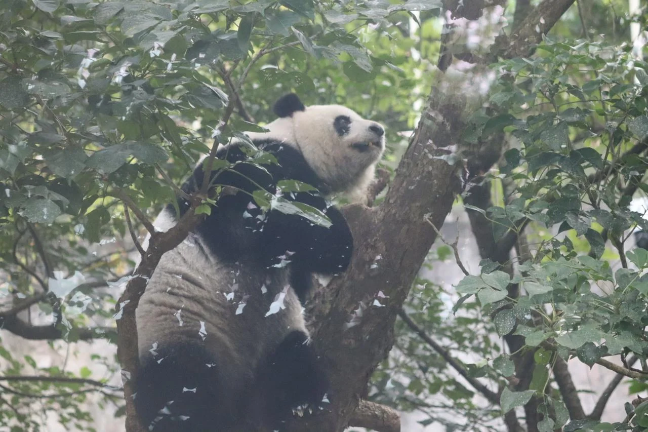 Panda Yuan Zai climbing a tree