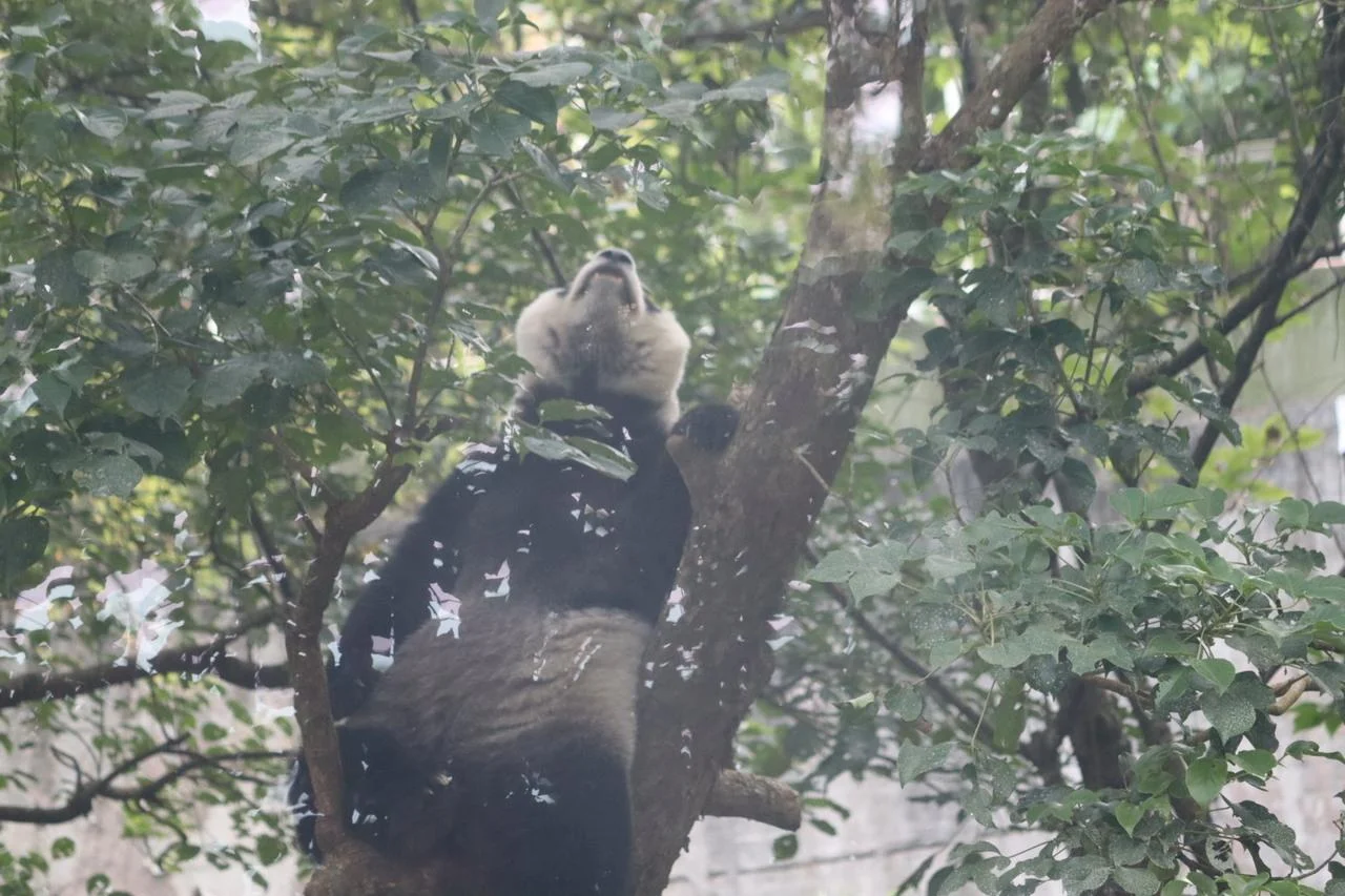 Close up of Yuan Zai